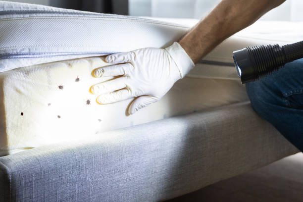 Best Termite Control Services  in Pell City, AL