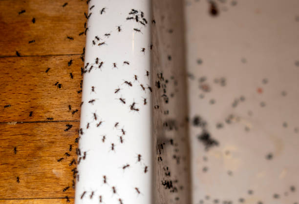 Best Pest Removal Services  in Pell City, AL