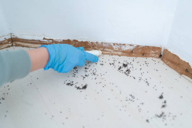 Best Best Pest Control Companies  in Pell City, AL